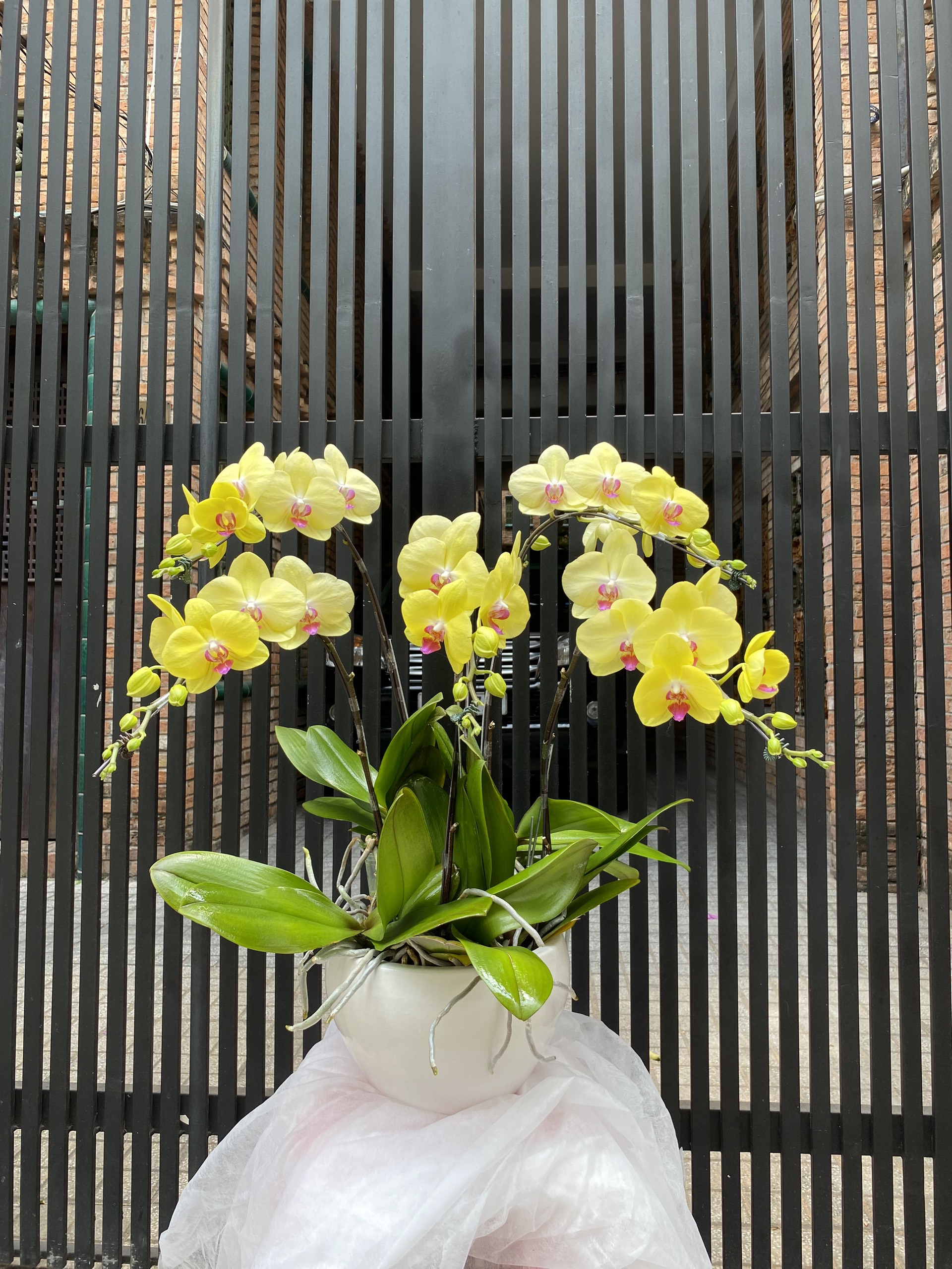 Hoa Lan Chúc Mừng 00049